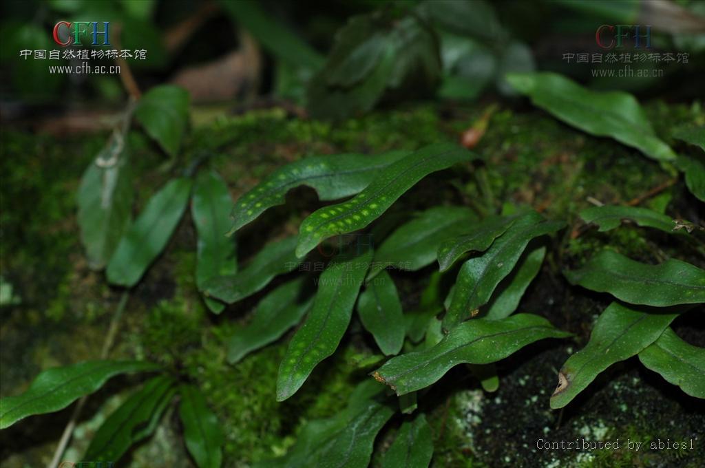 lepisorus paohuashanensis