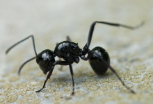 多刺蚁属（Polyrhachis）