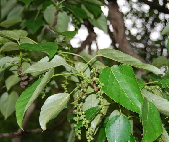 k. schneid.)是杨柳科杨属植物,皮光滑或具纵沟,髓心五角状.