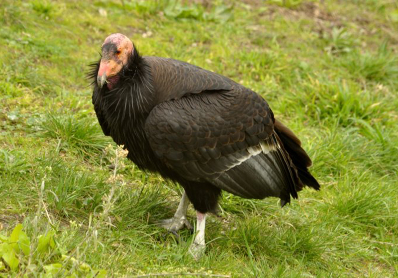  p>加州兀鹫(学名: i>gymnogyps californianus /i>):是美洲鹫科,加州