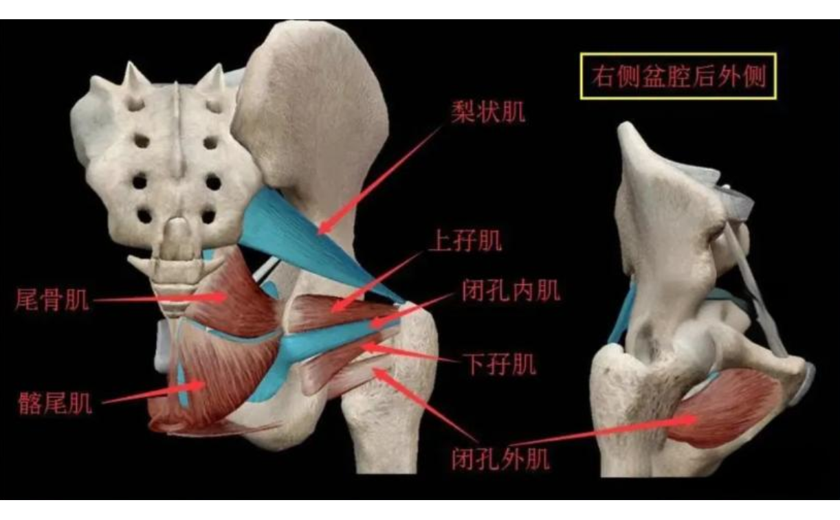 闭孔肌