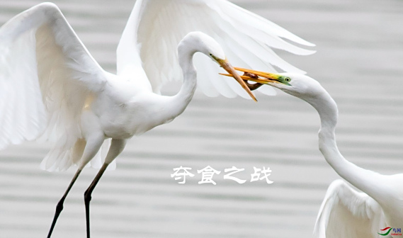 大白鹭