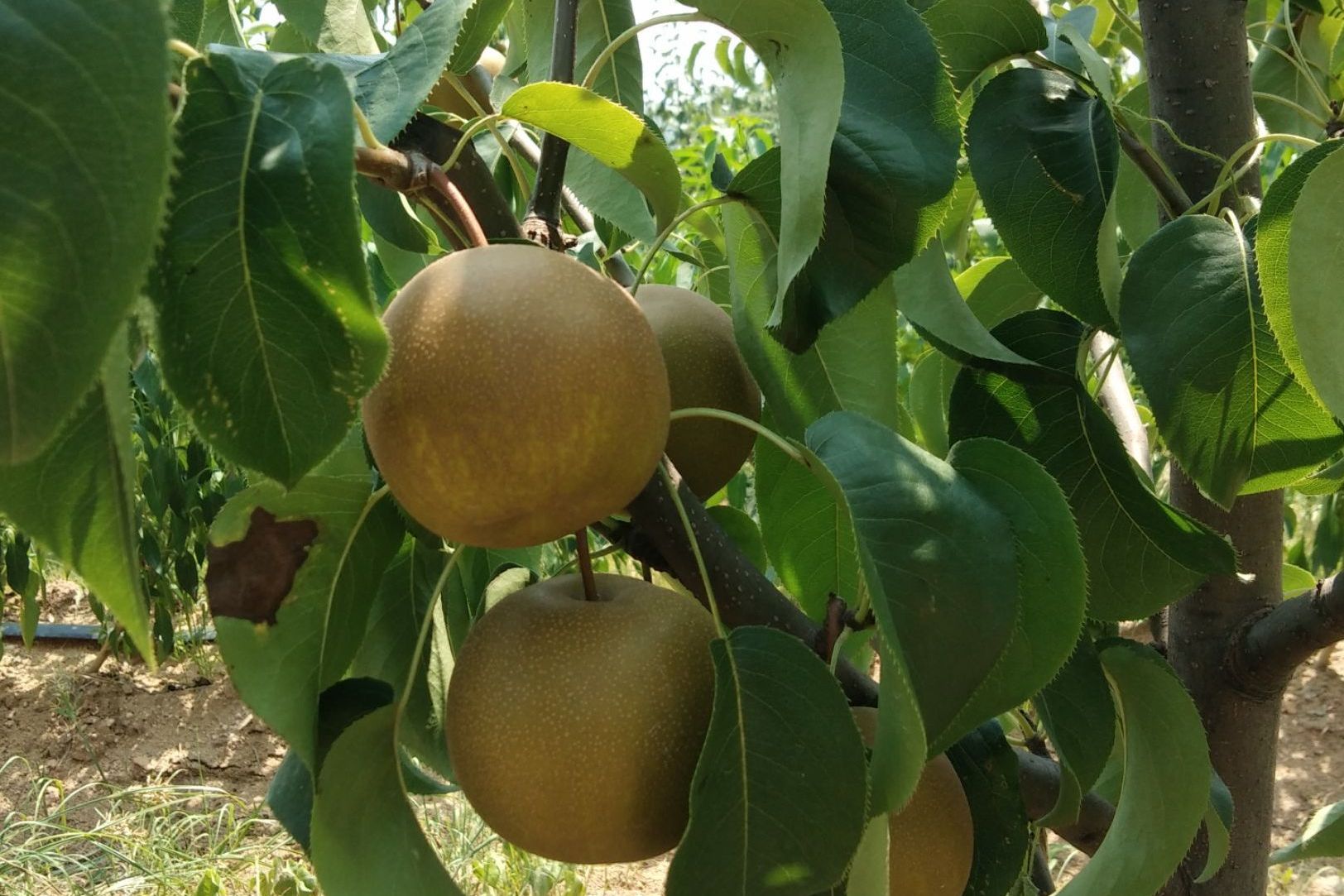 圆黄梨-山东莱阳种源
