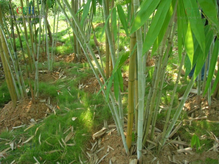 花粉麻竹_百度百科