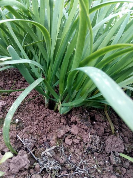 俗称白点病,是由葱鳞葡萄孢菌侵染所引起的,发生在韭菜上的病害