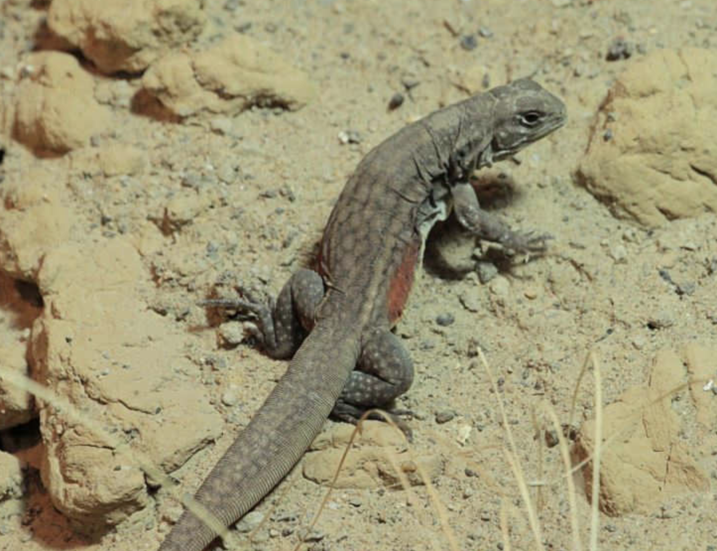  p>蜡皮蜥(学名: i>leiolepis reevesii /i>)是鬣蜥科,蜡皮蜥属爬行