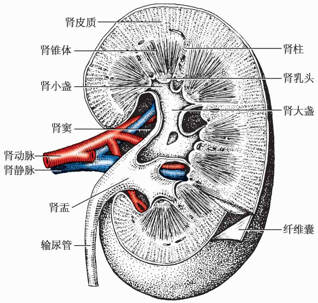 肾（脊椎动物的器官）_百度百科