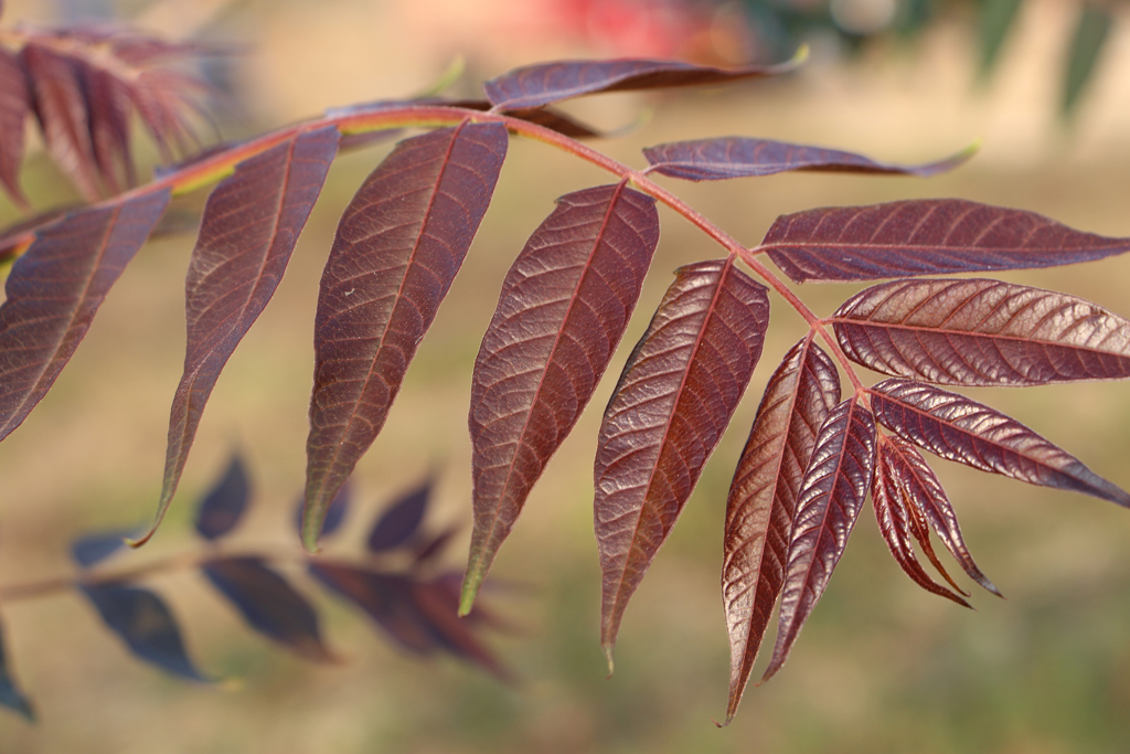 p>红叶椿(学名: i>ailanthus altissima 'hongye' 