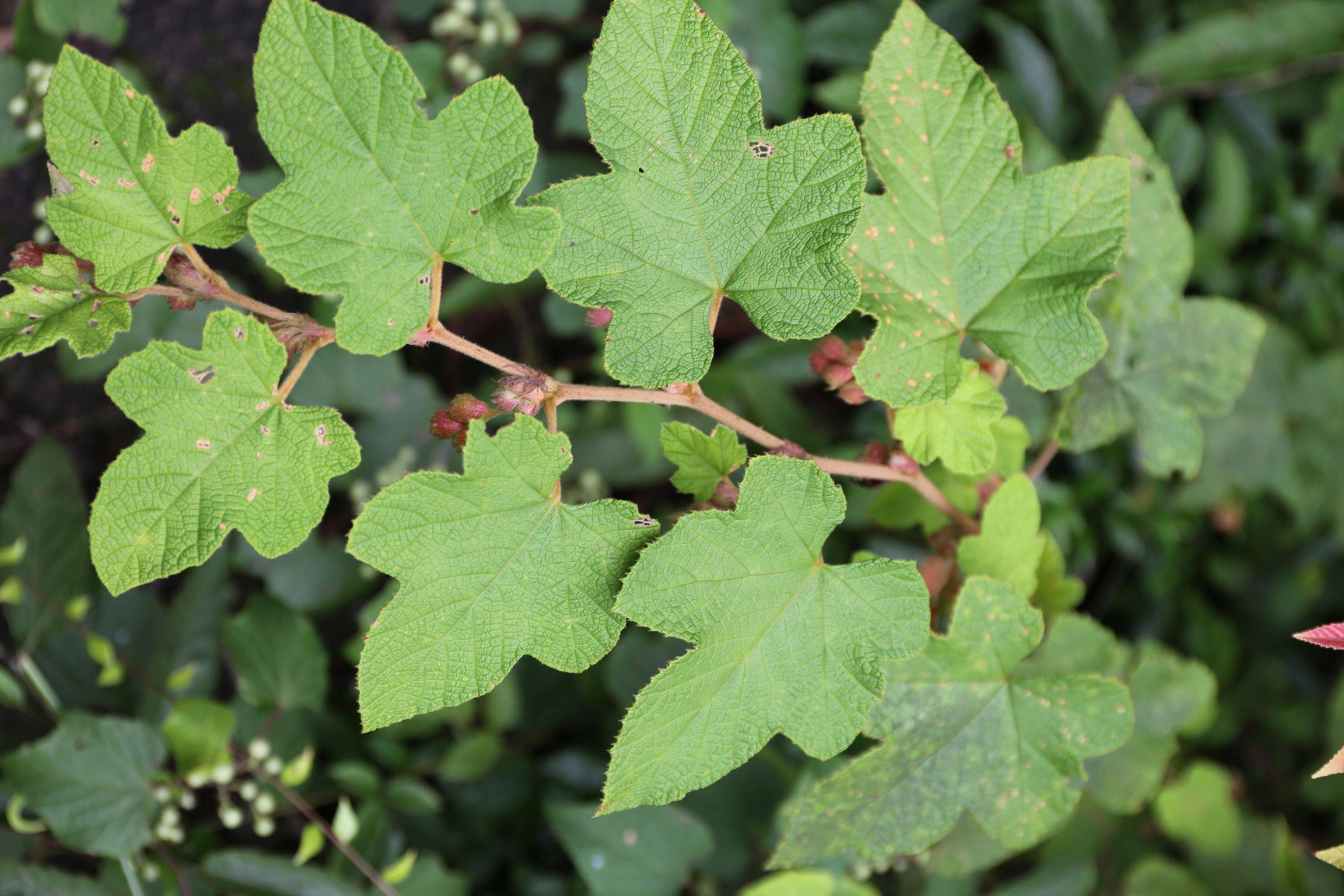 柔毛莓叶悬钩子