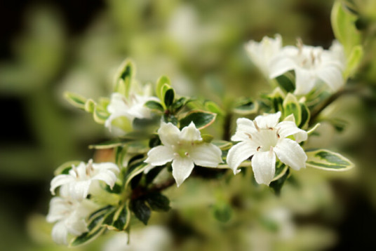 六月白 百度百科