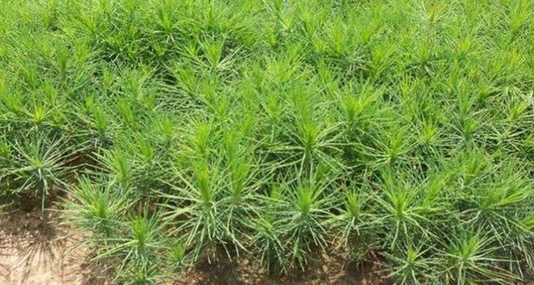 油松是裸子植物吗_百科TA说