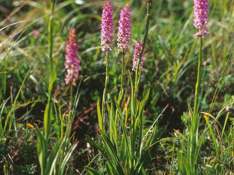 单子叶植物纲,兰科手参属地生草本植物,植株可达