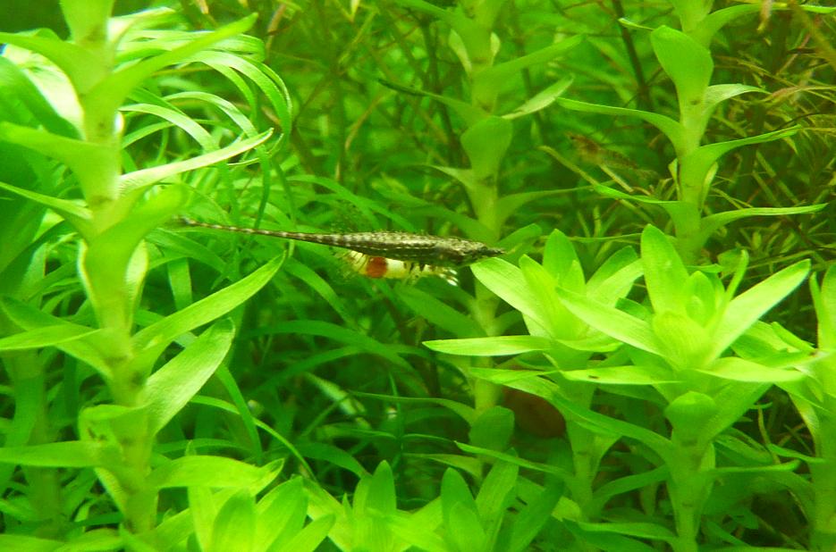  p data-id="gnaqgegfjt">迷你棘龙属于底栖鱼类,由于行动缓慢,为避免