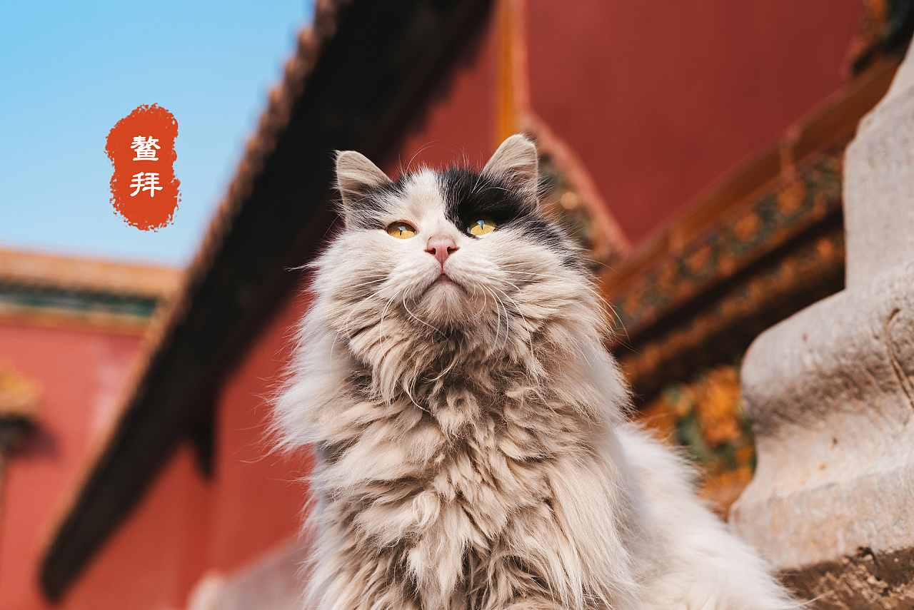 故宫猫