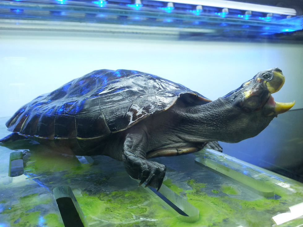  i>podocnemis unifilis /i>)是侧颈龟科,南美侧颈龟属动物