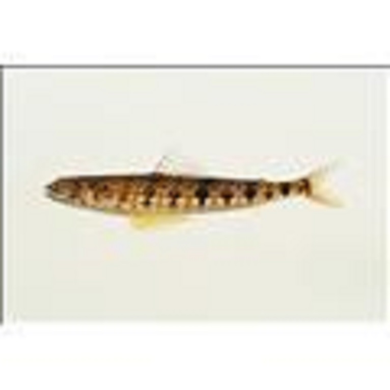 体侧具数个褐色鞍状斑,特征是侧线上方具一条明显的淡蓝色纵纹,但鱼