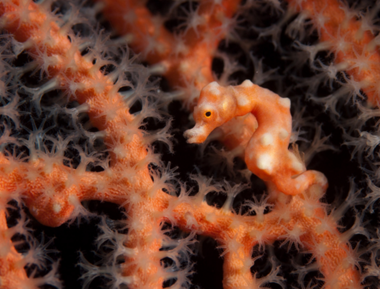 丹尼斯豆丁海马