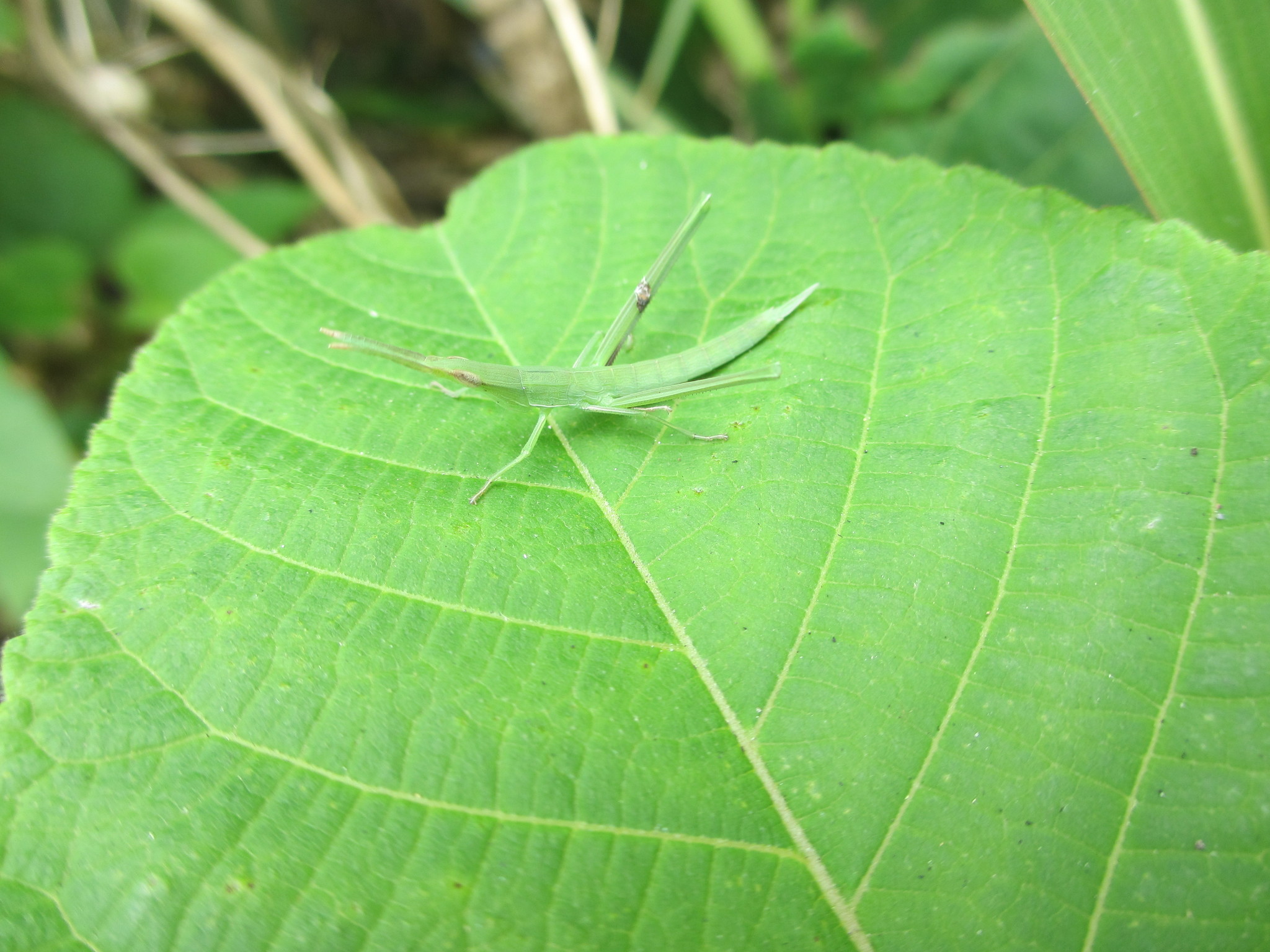  p>中华剑角蝗(学名: i>acrida cinerea /i>)是剑角蝗科,剑角蝗属昆虫