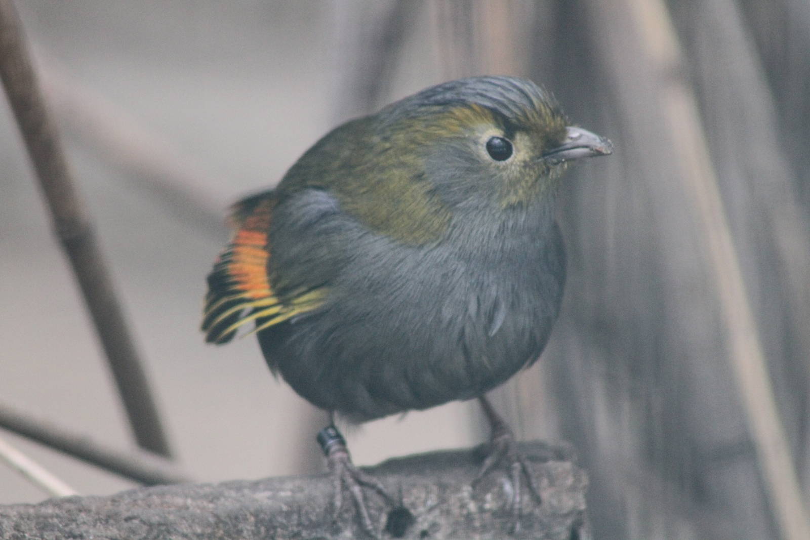  p>灰胸薮鹛(学名: i>liocichla omeiensis /i>)是噪眉科,薮鹛属小型