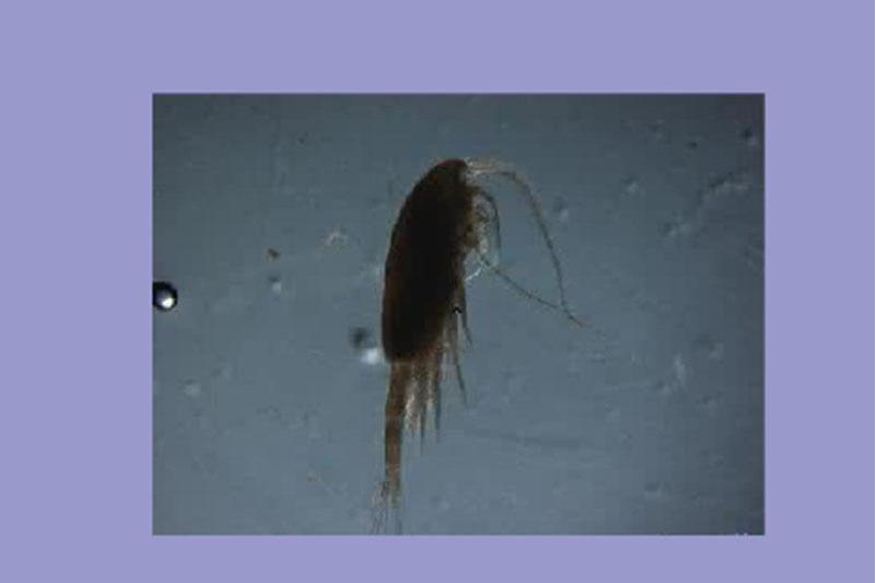 四刺窄腹剑水蚤