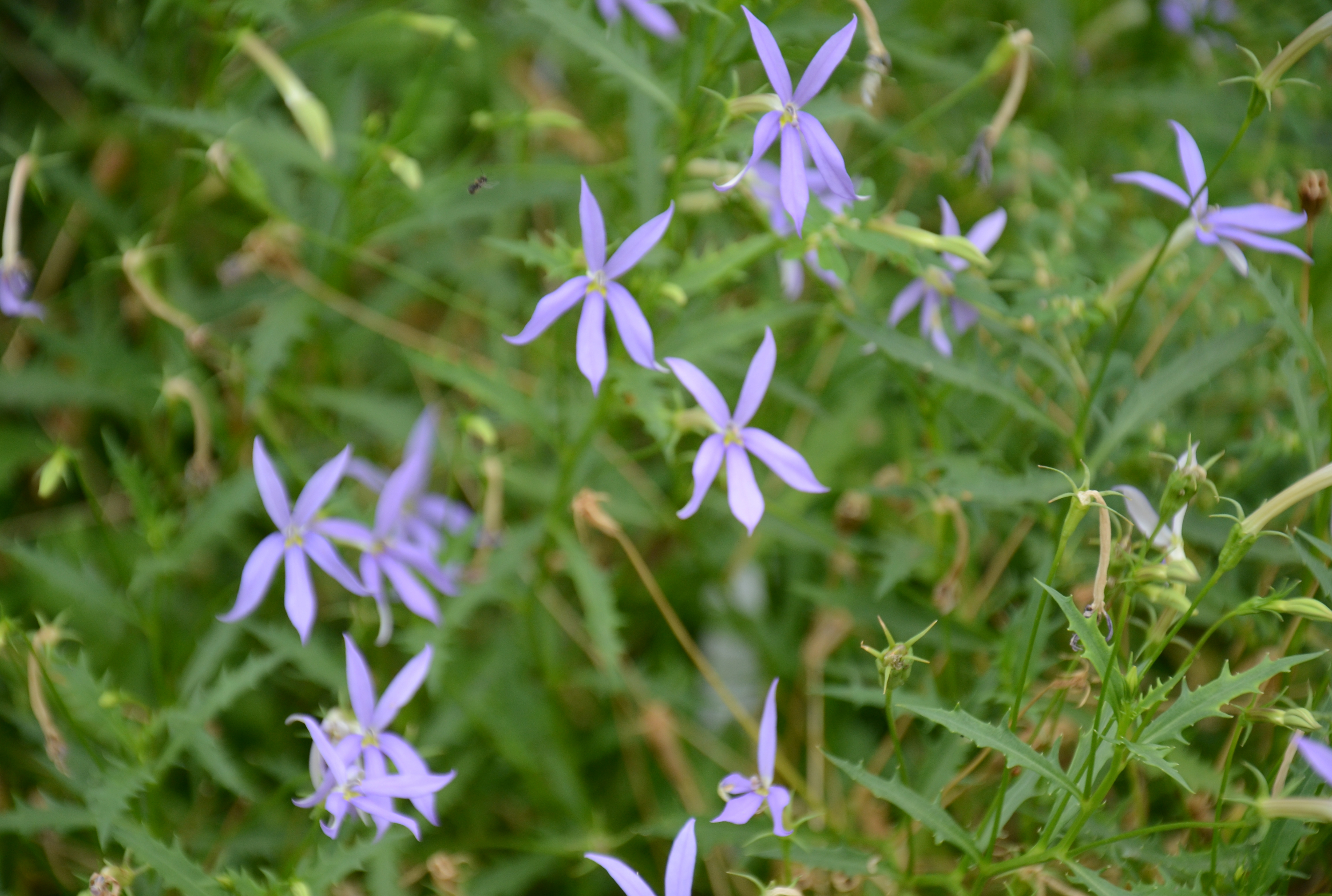 p data-id="gnt3el97oi">翻白草 b>( /b> i>potentilla discolor /i>