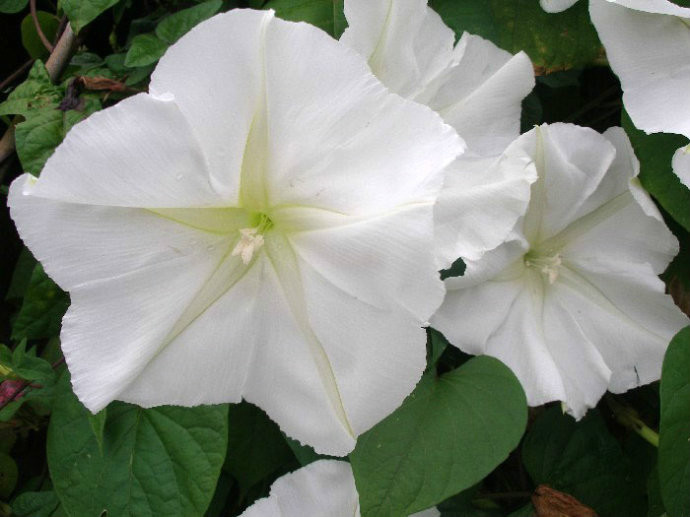 月光花 正牌 白月光 百科ta说