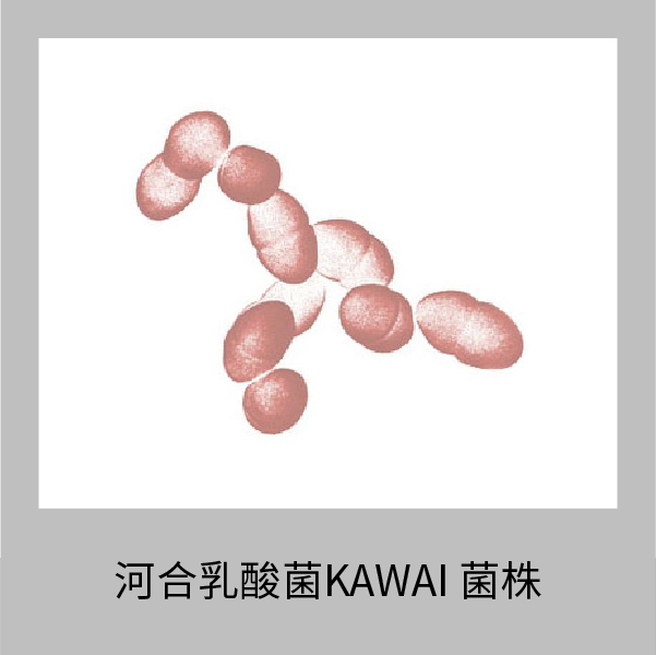 河合乳酸菌kawai