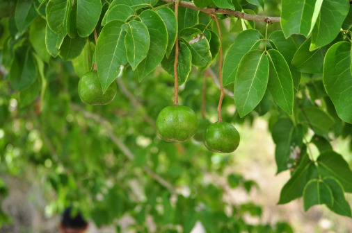 Xylocarpus rumphii_百度百科
