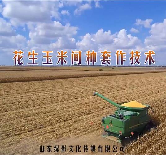 花生玉米间作套种技术_百度百科
