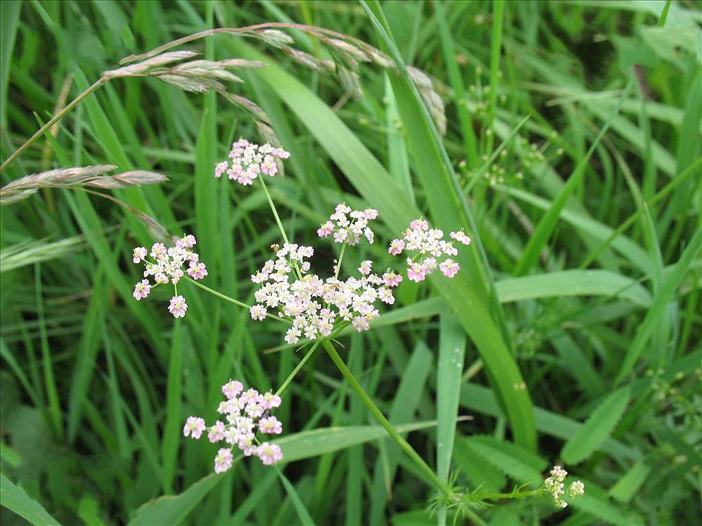  p>田葛缕子(学名: i>carum buriaticum  /i>turcz.