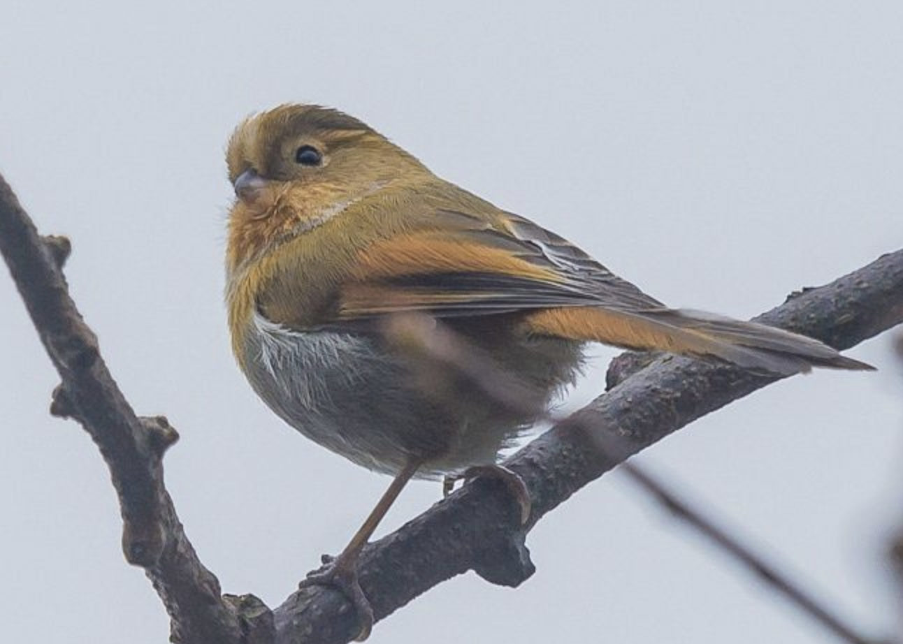  p>黄额鸦雀(学名: i>suthora fulvifrons /i>)是莺科,鸦雀属小型鸟类