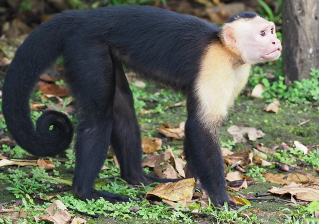  p>巴拿马卷尾猴(学名: i>cebus imitator /i>):是卷尾猴科,卷尾猴属