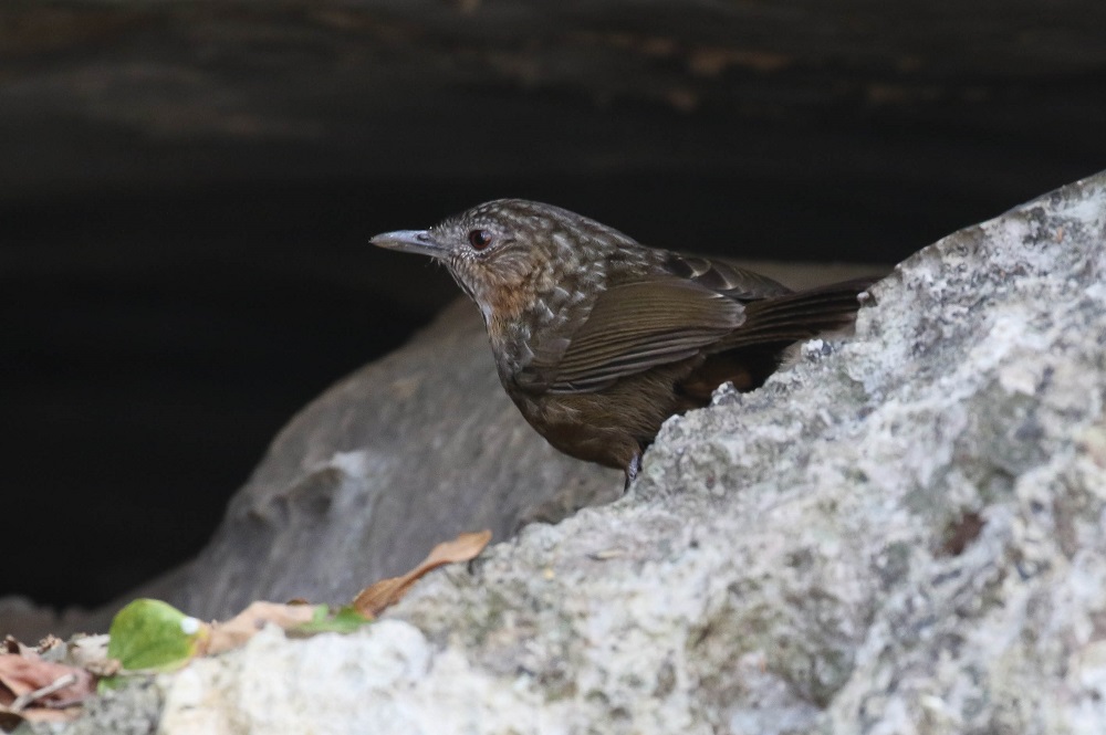 napothera  crispifrons