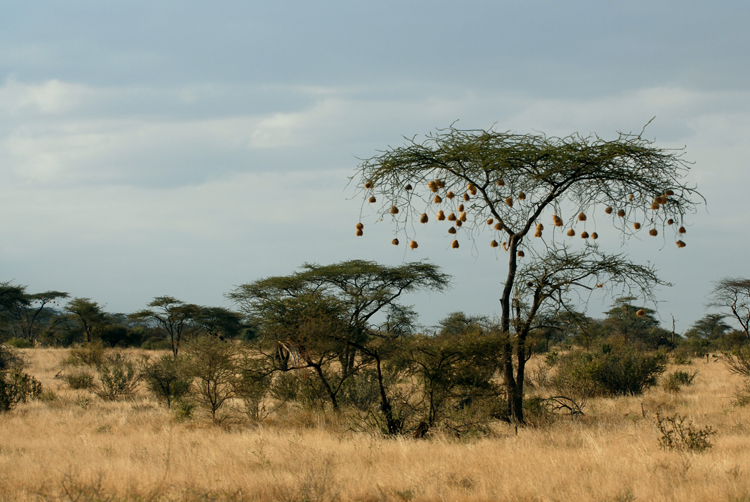 肯尼亚桑布鲁自然保护区