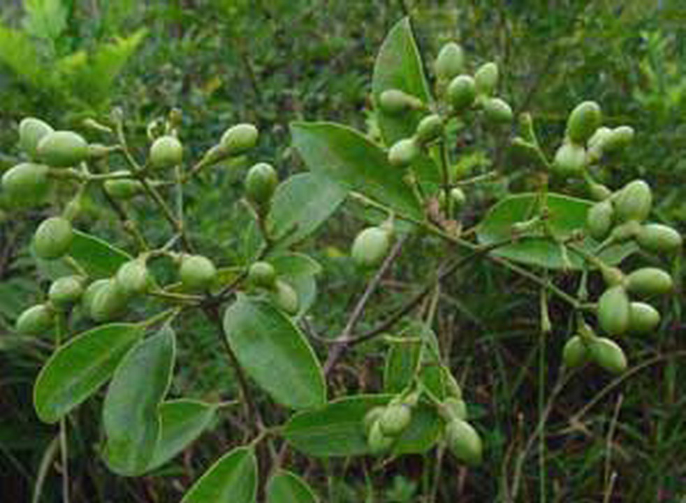  p>清香藤(拉丁文jasminum lanceolarium roxb),是木犀科, a href="#"