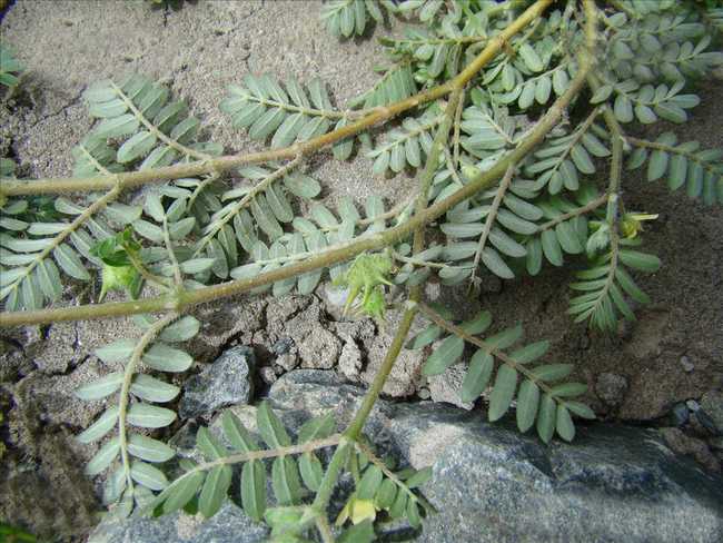  p>蒺藜(学名: i>tribulus terrestris /i> l.