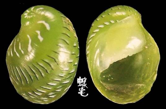 翡翠蜑螺_百度百科
