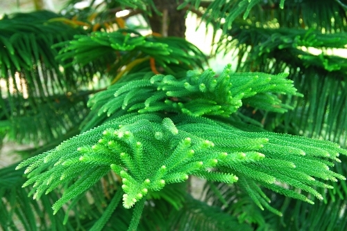 南洋杉(南洋杉可以种在大门口吗)