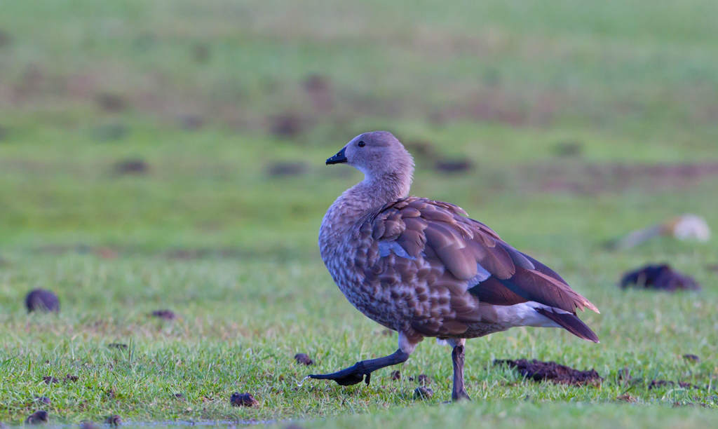 因雁翅有灰蓝色羽毛故名