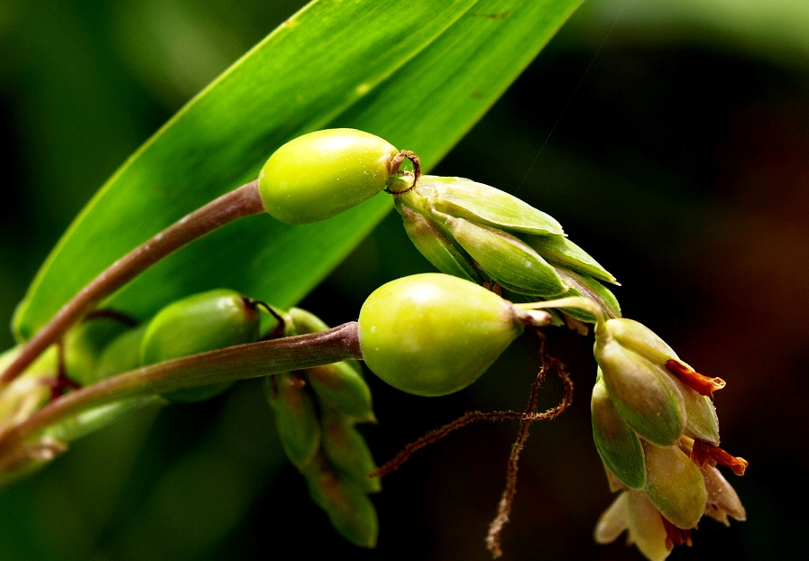  i>ma-yuen /i> (romanet du caillaud) stapf)是禾本科,薏苡属植物 