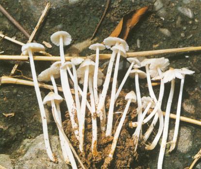  p>端圆白蚁伞,夏秋季生于林缘及草地上,子实体由白蚁巢中生出,分散或