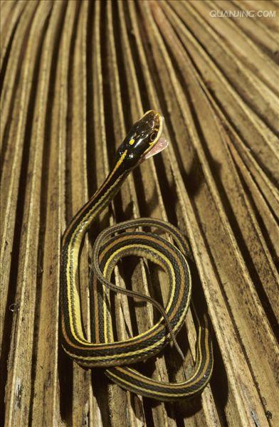 袜带蛇
