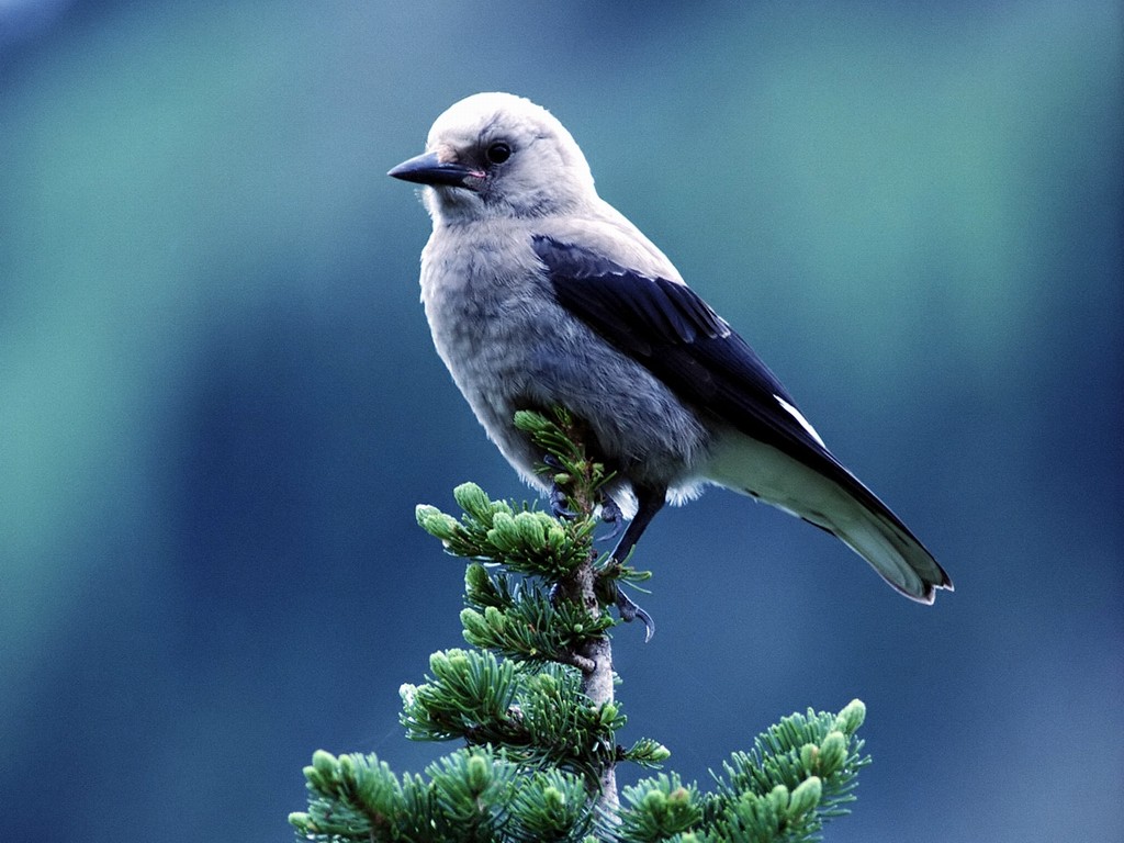 我们人类,鸟类,以及包括身边的猫,狗等在内的绝大多数哺乳动物都属于