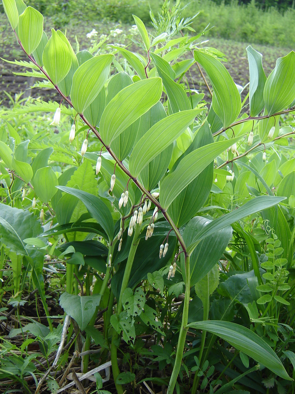 ">所罗门 /a>的封印是属于百合科的植物,就是人们平常所说的"玉竹"