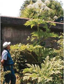  p>巨型猪草(学名:heracleum mantegazzianum),又名大猪草,巨型 a