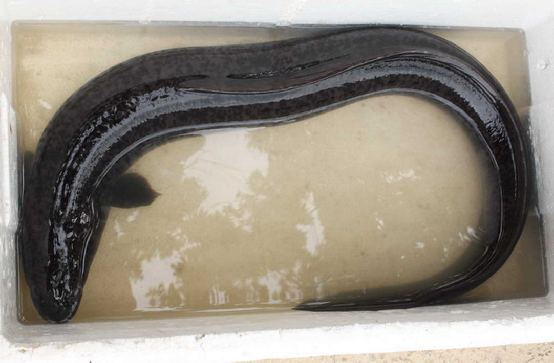  p>花鳗鲡(学名: i>anguilla marmorata /i>)是鳗鲡科,鳗鲡属动物.