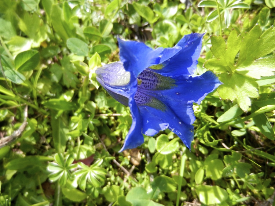gentiana hyalina t. n. ho