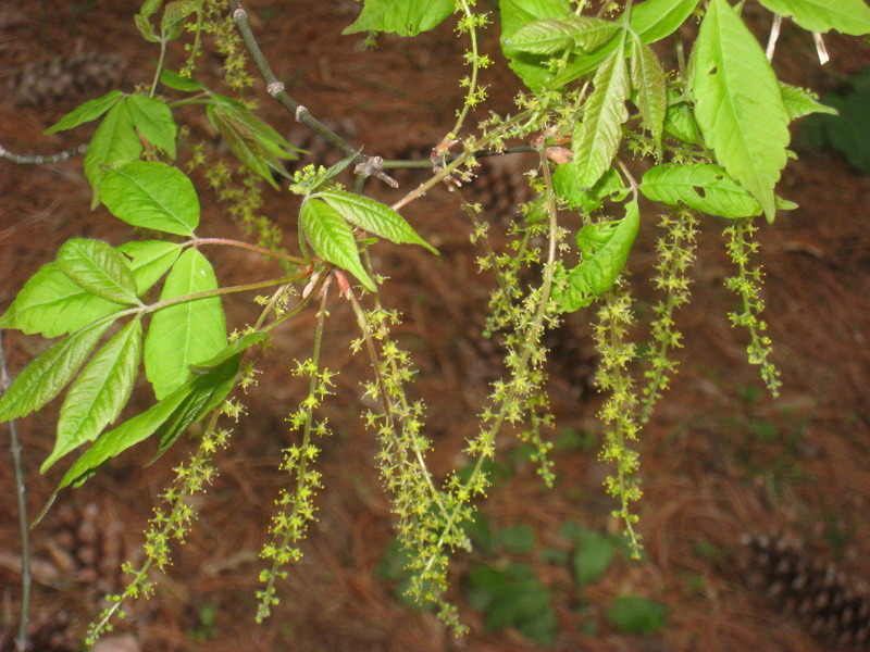  p>建始槭(学名: i>acer henryi /i>  pax)是槭树科,槭属落叶乔木.