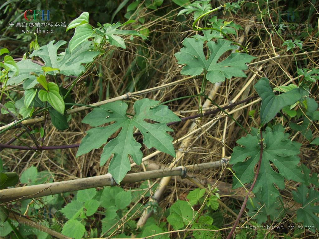trichosanthes rosthornii harms