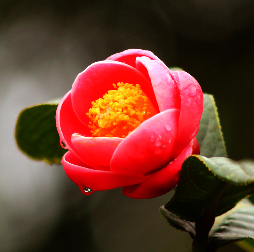 广西防城金花茶国家级自然保护区